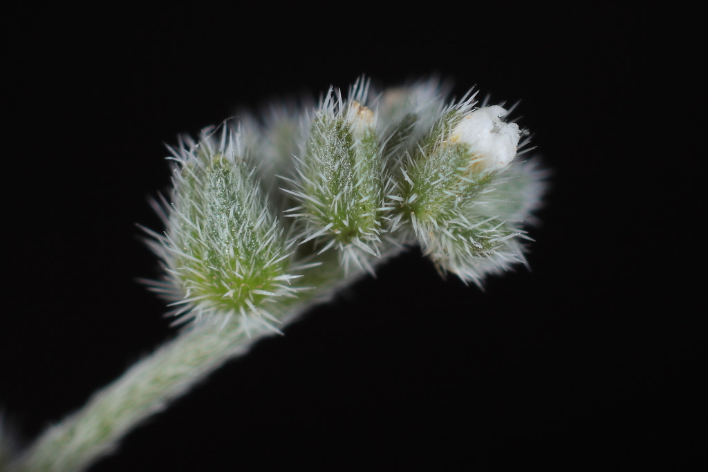 Tiquilia ferreyrae (Tiquilia ferreyrae)