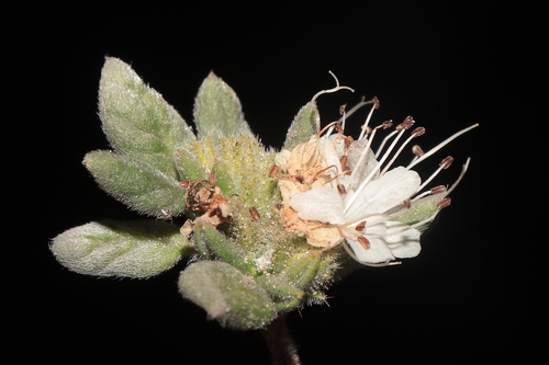 Tiquilia ferreyrae (Tiquilia ferreyrae)
