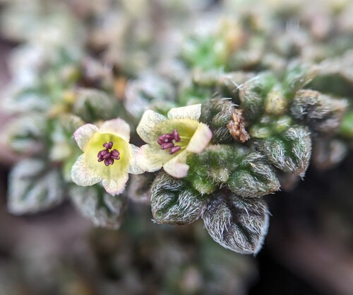 Gray matplant (Tiquilia galapagoa)