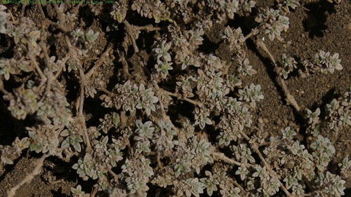 Gray matplant (Tiquilia galapagoa)
