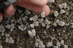 Gray matplant (Tiquilia galapagoa)