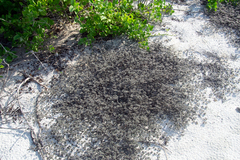 Gray matplant (Tiquilia galapagoa)