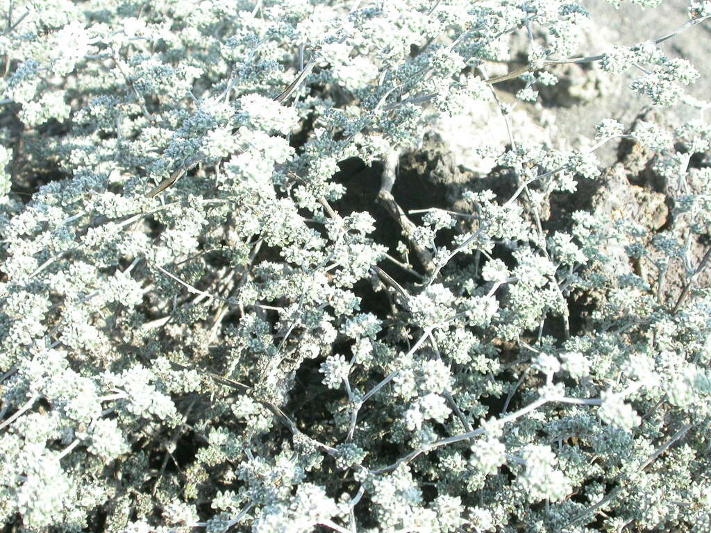 Gray matplant (Tiquilia galapagoa)