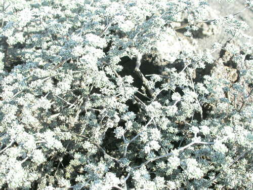 Gray matplant (Tiquilia galapagoa)