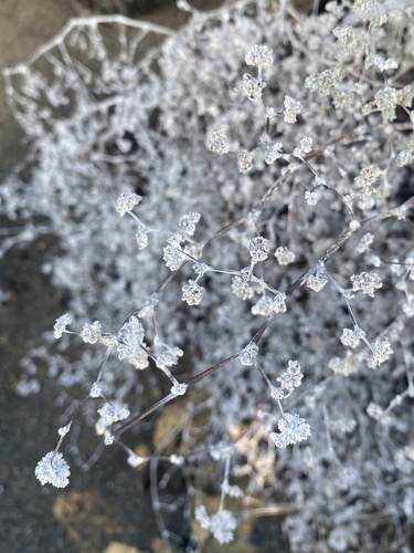 Gray matplant (Tiquilia galapagoa)