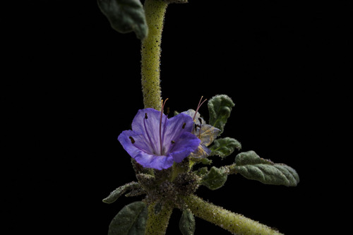 Tiquilia grandiflora (Tiquilia grandiflora)