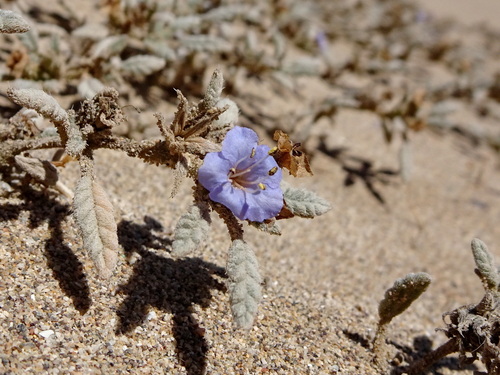 Tiquilia grandiflora (Tiquilia grandiflora)