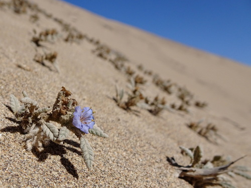 Tiquilia grandiflora (Tiquilia grandiflora)