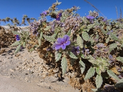 Tiquilia grandiflora (Tiquilia grandiflora)