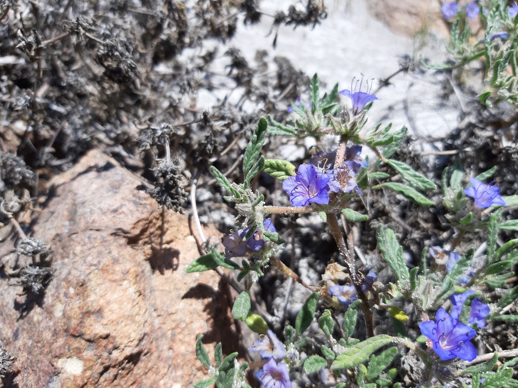 Tiquilia grandiflora (Tiquilia grandiflora)