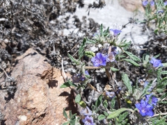Tiquilia grandiflora (Tiquilia grandiflora)
