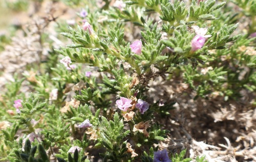 Hairy crinklemat (Tiquilia hispidissima)