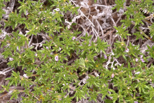 Hairy crinklemat (Tiquilia hispidissima)