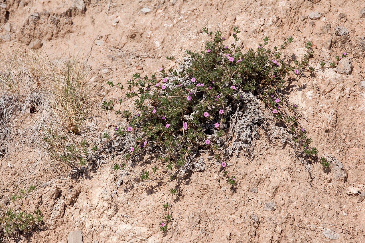 Hairy crinklemat: Tiquilia hispidissima , base of the Guadalupe Mountains north of Pup Canyon, 32.378 -105.073, Otero County, New Mexico, 20 Aug 2013.