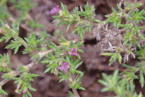 Hairy crinklemat (Tiquilia hispidissima)