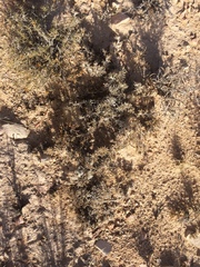 Hairy crinklemat (Tiquilia hispidissima)