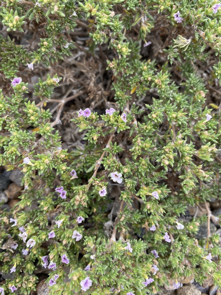 Hairy crinklemat (Tiquilia hispidissima)