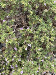 Hairy crinklemat (Tiquilia hispidissima)