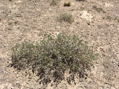 Hairy crinklemat (Tiquilia hispidissima)