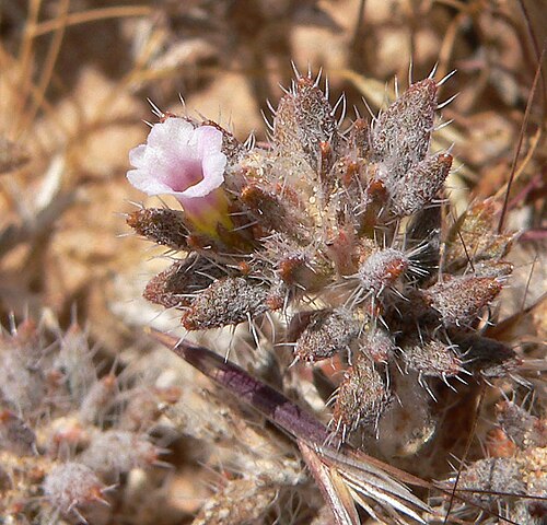 Matted crinklemat: Tiquilia latior in a wash by the New Gold Butte Road about four miles northeast of the Virgin River's drainage into Lake Mead, southern Nevada
