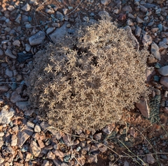 Matted crinklemat (Tiquilia latior)