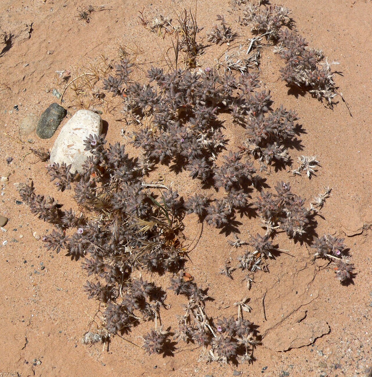 Matted crinklemat: Tiquilia latior in a wash by the New Gold Butte Road about four miles northeast of the Virgin River's drainage into Lake Mead, southern Nevada
