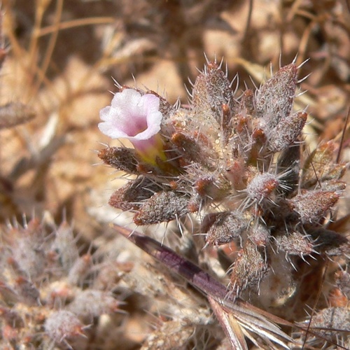 Matted crinklemat (Tiquilia latior)