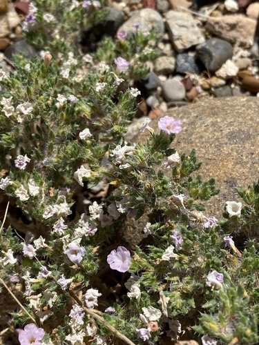 Matted crinklemat (Tiquilia latior)