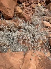 Matted crinklemat (Tiquilia latior)