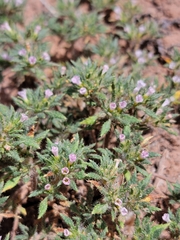 Matted crinklemat (Tiquilia latior)