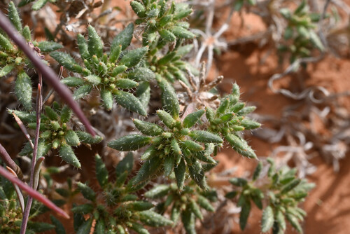 Matted crinklemat (Tiquilia latior)