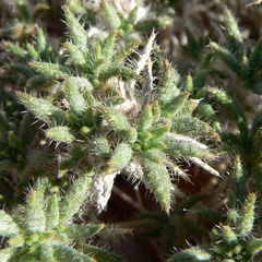 Matted crinklemat (Tiquilia latior)