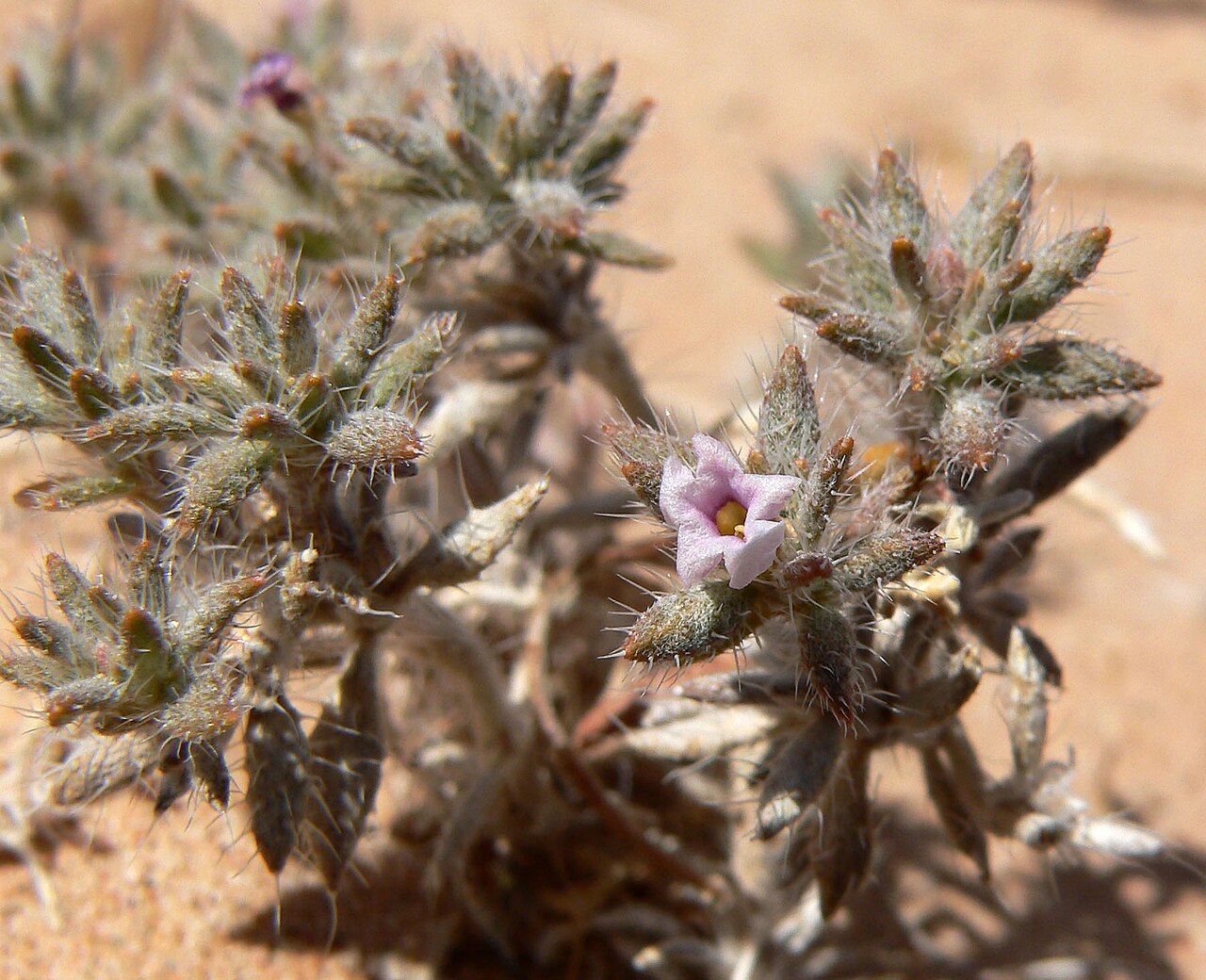 Matted crinklemat: Tiquilia latior in a wash by the New Gold Butte Road about four miles northeast of the Virgin River's drainage into Lake Mead, southern Nevada