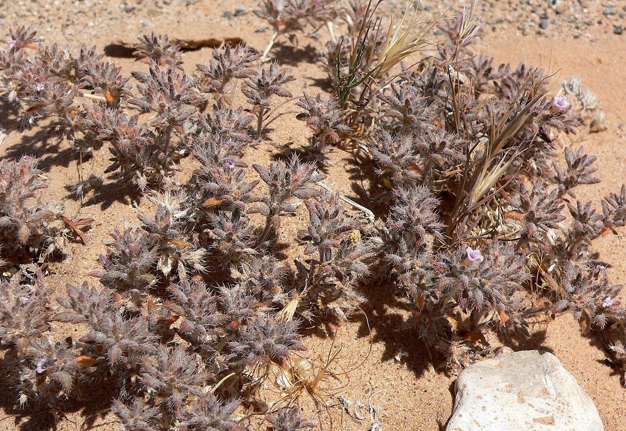 Matted crinklemat: Tiquilia latior in a wash by the New Gold Butte Road about four miles northeast of the Virgin River's drainage into Lake Mead, southern Nevada