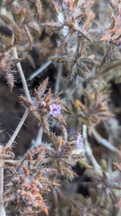 Matted crinklemat (Tiquilia latior)