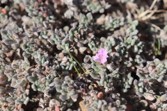 Mexican crinklemat (Tiquilia mexicana)