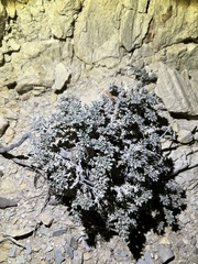 Mexican crinklemat (Tiquilia mexicana)