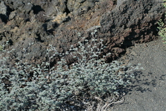Gray matplant (Tiquilia nesiotica)