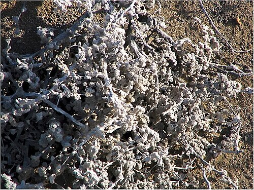 Gray matplant: Location taken: James Island, Galapagos. Names: Tiquilia nesiotica (J. T. Howell) A. Richardson , Gray Matplant, Grey Matplan Classification: Plantae > Magnolio