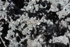 Gray matplant (Tiquilia nesiotica)