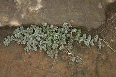 Gray matplant (Tiquilia nesiotica)