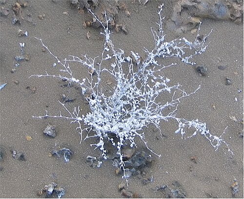 Gray matplant: Location taken: James Island, Galapagos. Names: Tiquilia nesiotica (J. T. Howell) A. Richardson , Gray Matplant, Grey Matplan Classification: Plantae > Magnolio