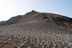 Gray matplant (Tiquilia nesiotica)