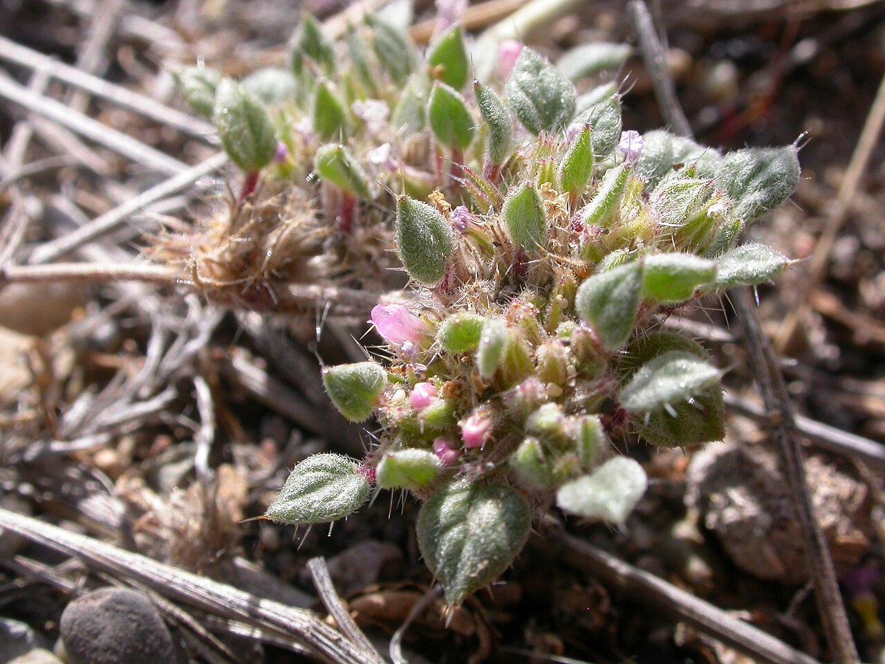Nuttall's crinklemat: This prostrate annual flowers only late summer and the flowering clusters raise slightly above soil level in contrast to earlier summer growth that is mostly pr