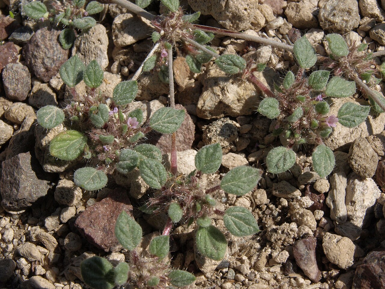 Nuttall's crinklemat: Nuttall sandmat, Tiquilia nuttallii, White Mountains, elevation 1855 m