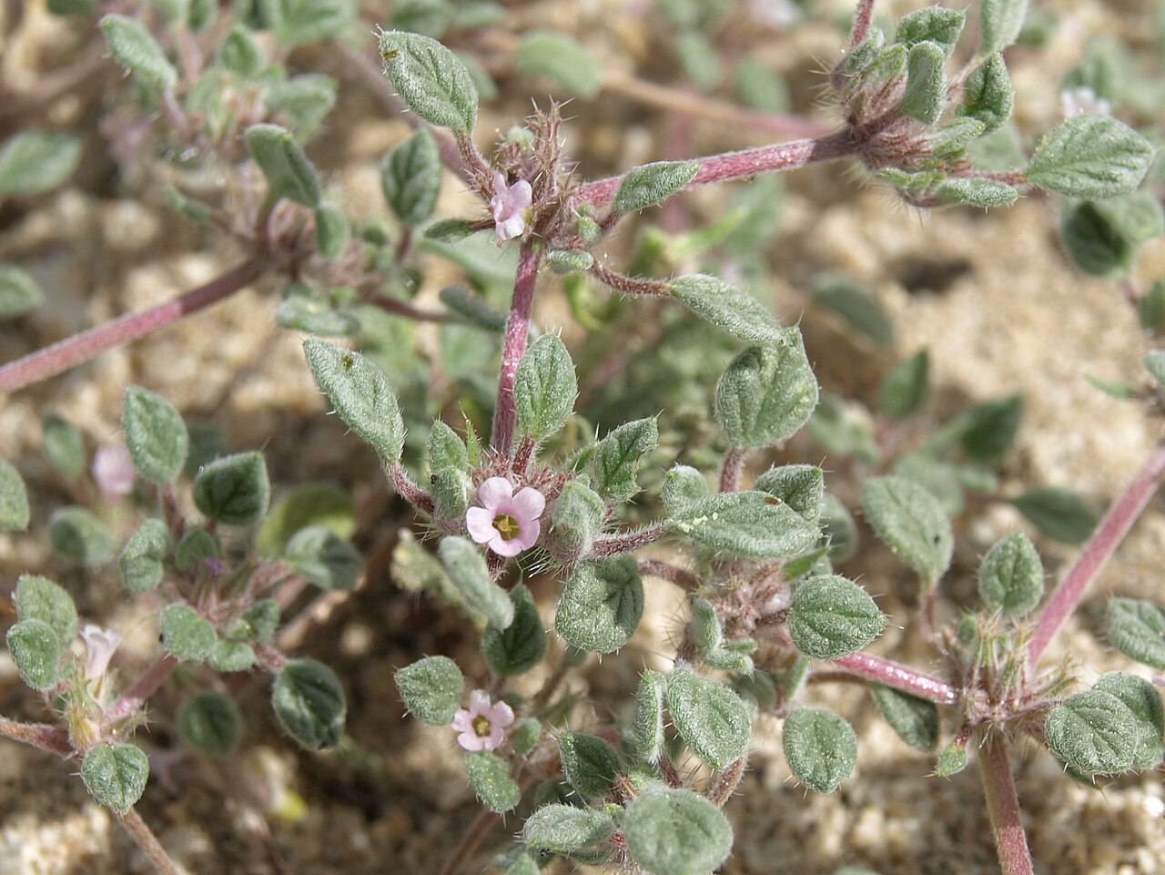 Nuttall's crinklemat: Nuttall sandmat, Tiquilia nuttallii, White Mountains, elevation 1570 m