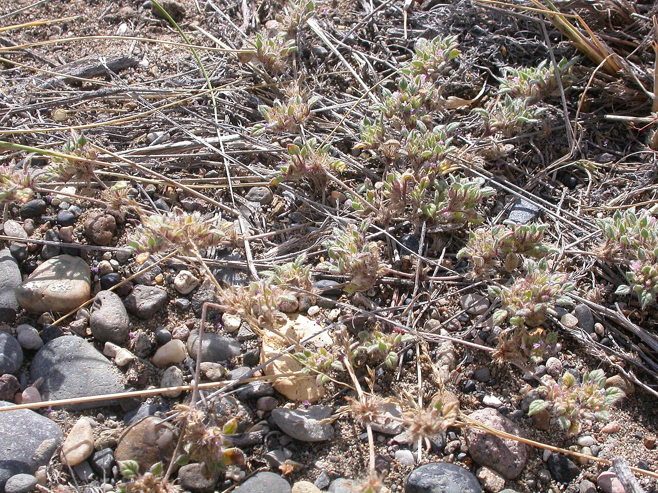 Nuttall's crinklemat: This prostrate annual flowers only late summer and the flowering clusters raise slightly above soil level in contrast to earlier summer growth that is mostly pr