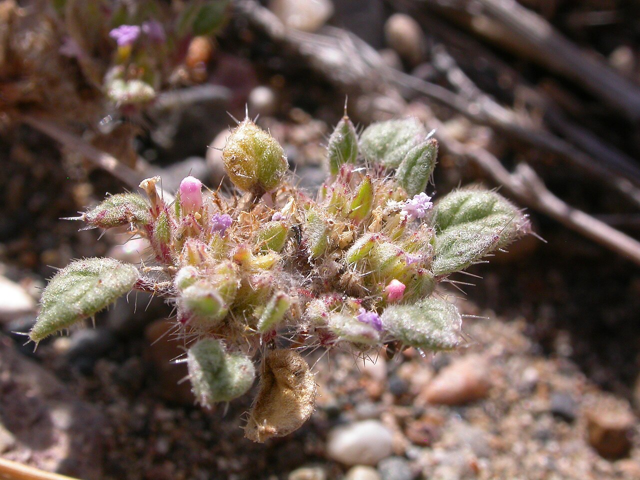 Nuttall's crinklemat: This prostrate annual flowers only late summer and the flowering clusters raise slightly above soil level in contrast to earlier summer growth that is mostly pr