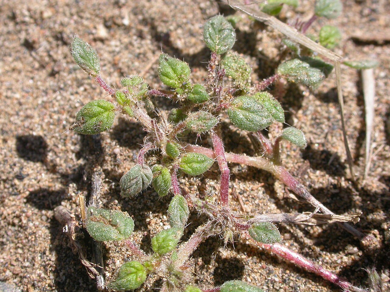 Nuttall's crinklemat: the venation that is furrowed on the upper leaf surface is characteristics; the course hairs are characteristic of the Borage family
