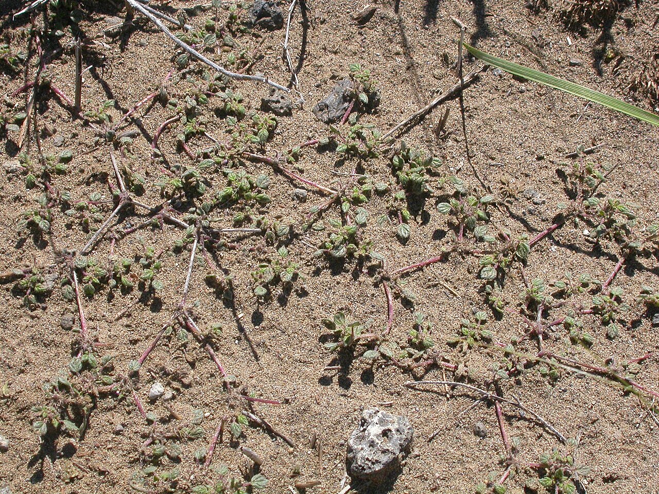 Nuttall's crinklemat: the dichotomous branching is distinctive